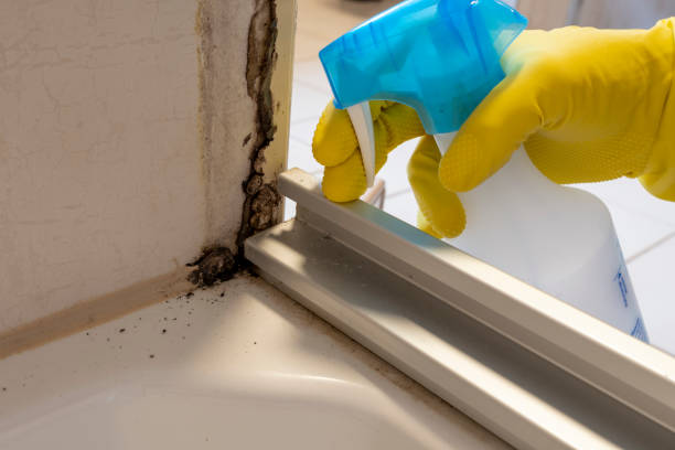 Best Same-Day Mold Removal  in North Amityville, NY