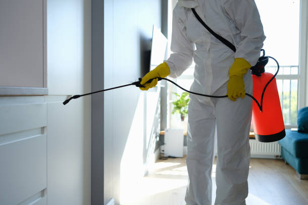 Best Mold Damage Repair  in North Amityville, NY