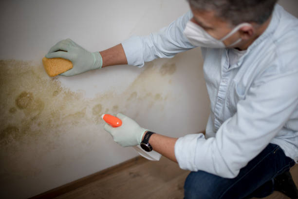 Office Mold Removal Services in North Amityville, NY