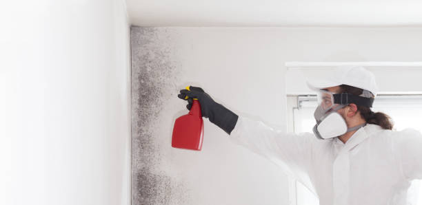 Best Commercial Mold Removal  in North Amityville, NY