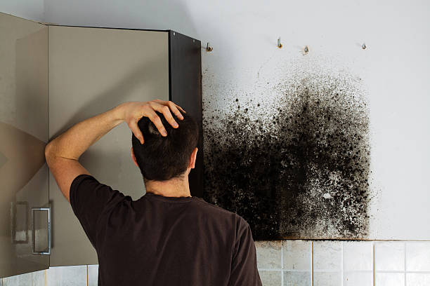 Best Mold Damage Repair  in North Amityville, NY